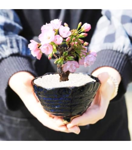 Amazon.co.jp: 盆栽 花芽付！皐月（サツキ）（日の丸）(4523) 【現品